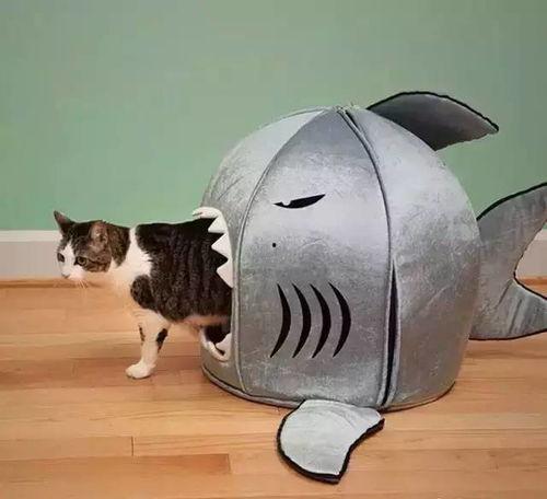 娱乐吃瓜酱猫窝,揭秘娱乐圈那些不为人知的幕后故事